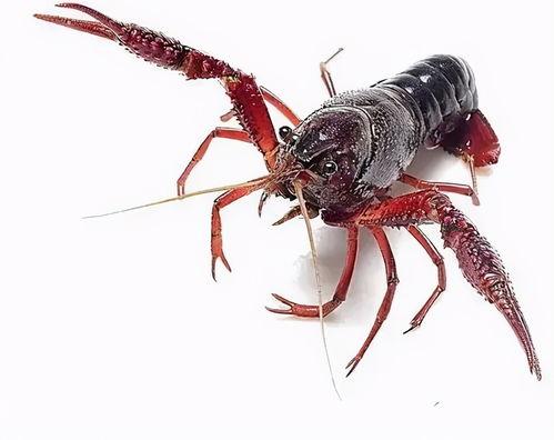 国产小龙虾怎么养殖视频,视频揭秘高效养殖技巧