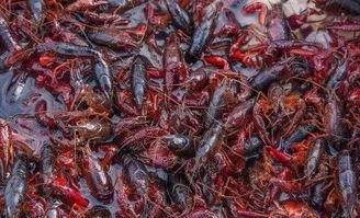 国产小龙虾怎么养殖视频,视频揭秘高效养殖技巧